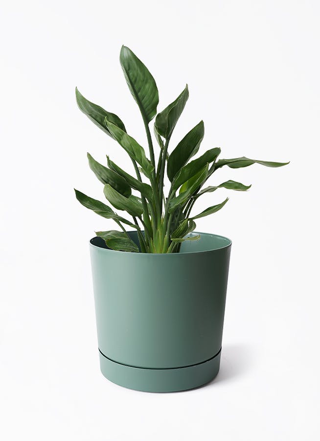 その他観葉植物 Nao Amazon｜ガジュマル 観葉植物 本物 虫がわかない FUK GREEN 室内
