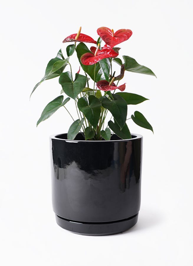 アンスリウム 6号 | 観葉植物 | 送料無料でお届け - Hitohana（ひとはな）