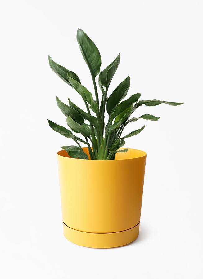観葉植物 ストレリチア レギネ 7号 プロスパー トゥーボ マスタード