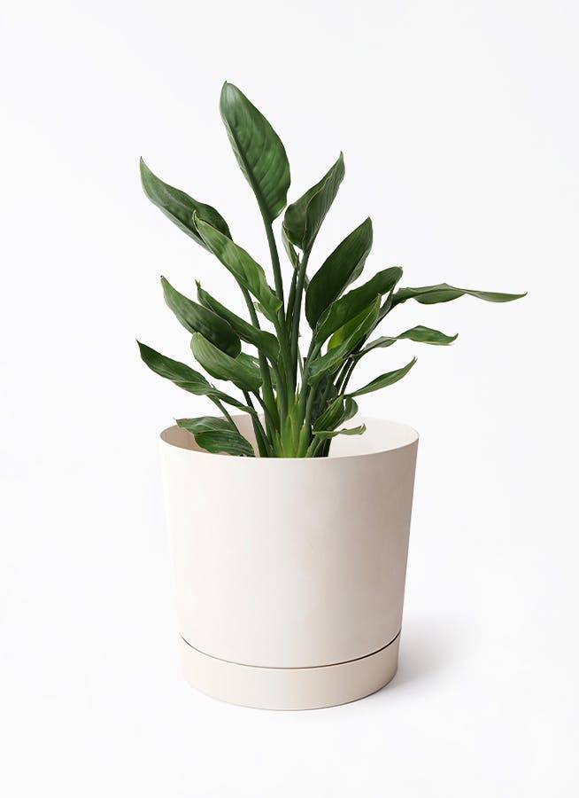 その他観葉植物 user_1242a77b cusasuc] Ipomea simplex | 多肉植物・特別な鉢の販売