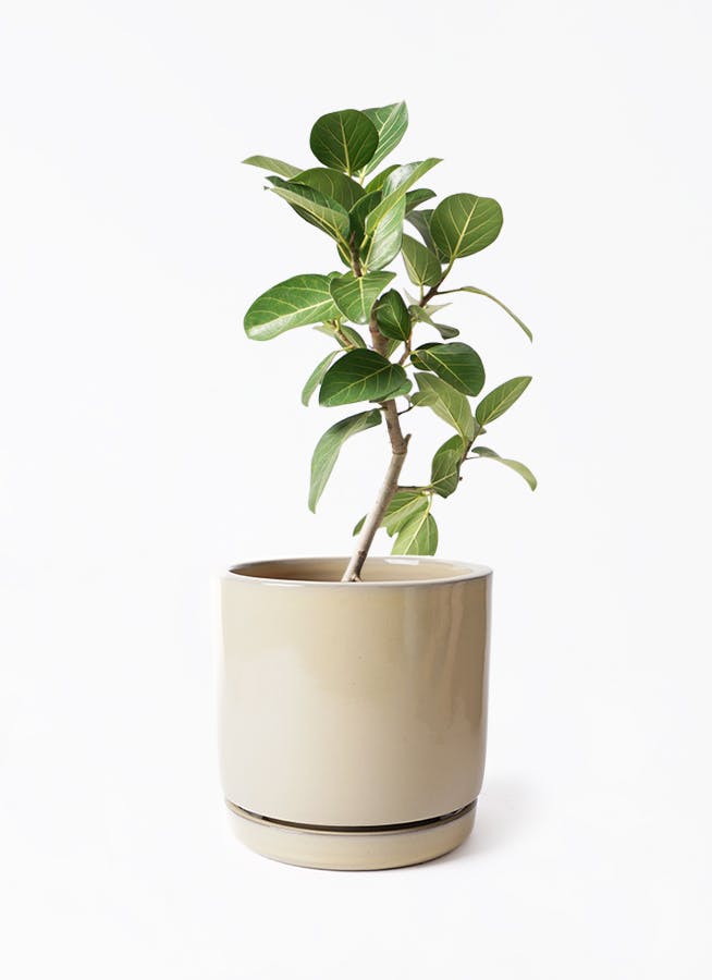 フィカス ベンガレンシス 6号 | 観葉植物通販 Hitohana（ひとはな）