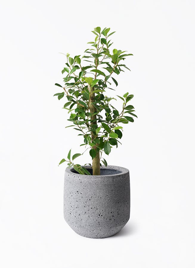 観葉植物 ガジュマル 7号 ストレート パボ ミドル ラテルストーン 付き | 観葉植物ならHitoHana(ひとはな)