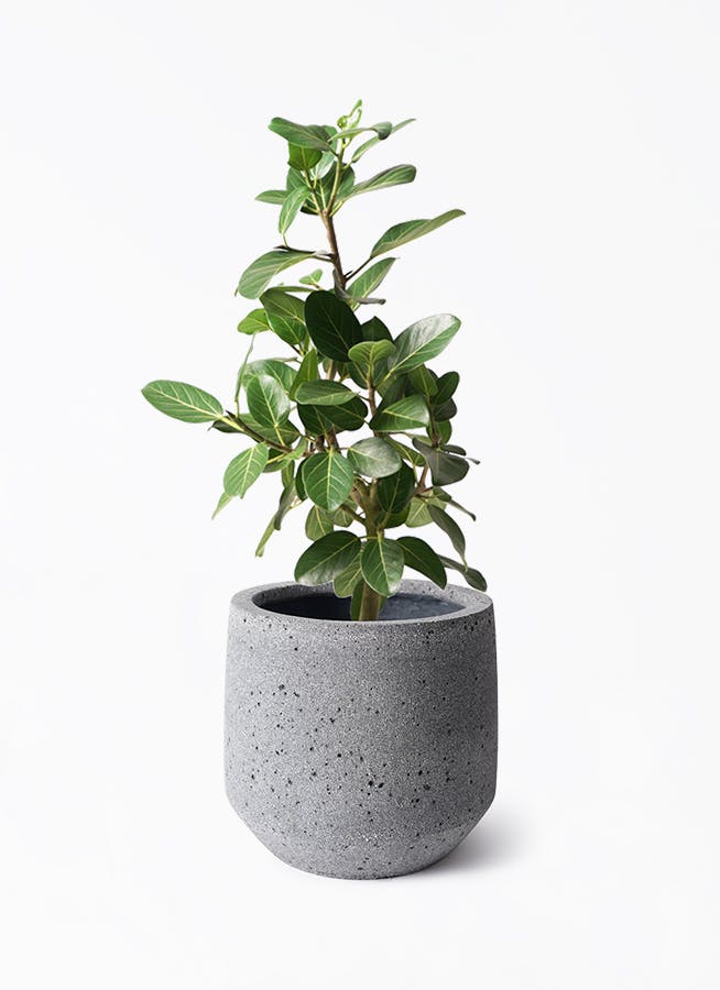 K*i様 フィカス　ベンガレンシス　観葉植物　7号　約110センチ 2 ficus-benghalensis-1011_0004.