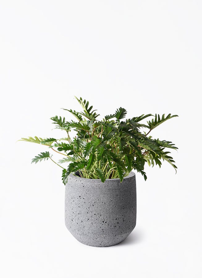 フィロデンドロン クッカバラ | 観葉植物通販HitoHana(ひとはな)
