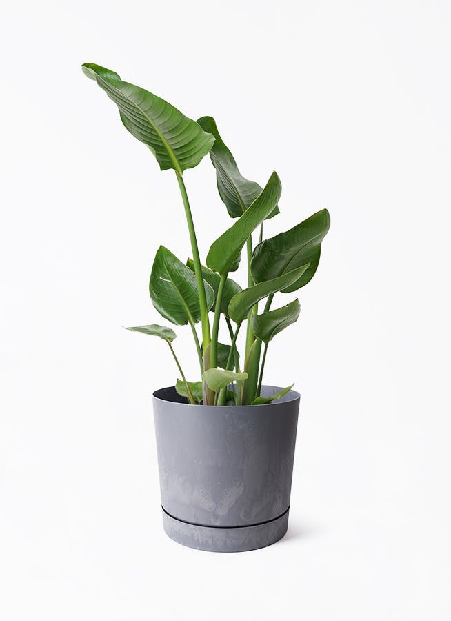 その他観葉植物 P 7号サイズの観葉植物 | 通販専門店 HitoHana（ひとはな）
