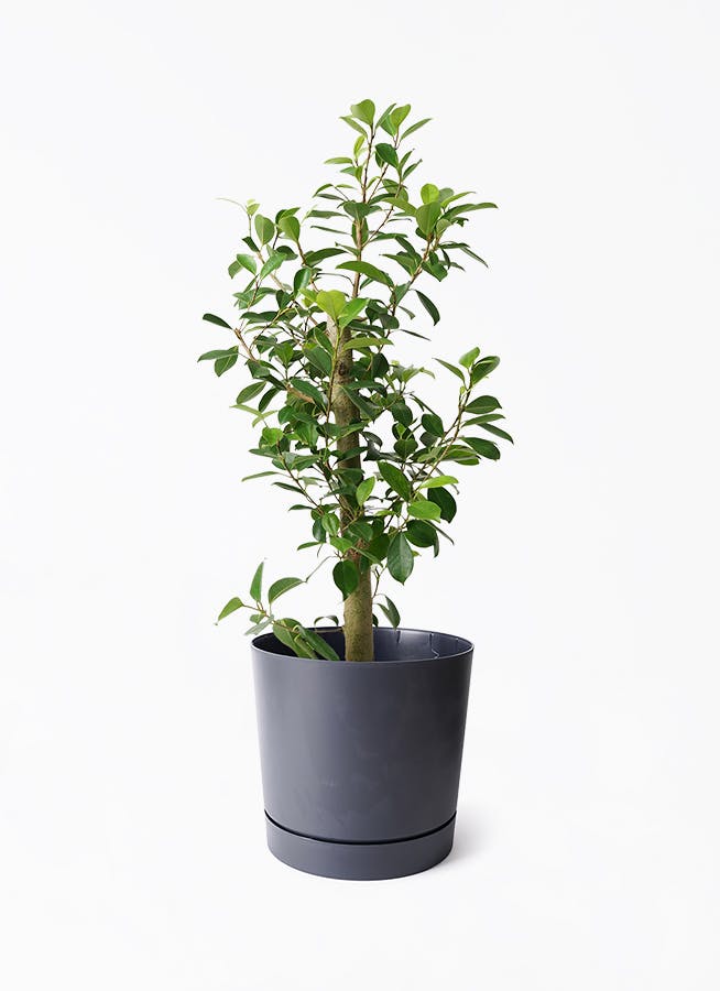 その他観葉植物 user_1242a77b 観葉植物 マングーカズラ 10号 木柱 プラスチック鉢 | 観葉植物