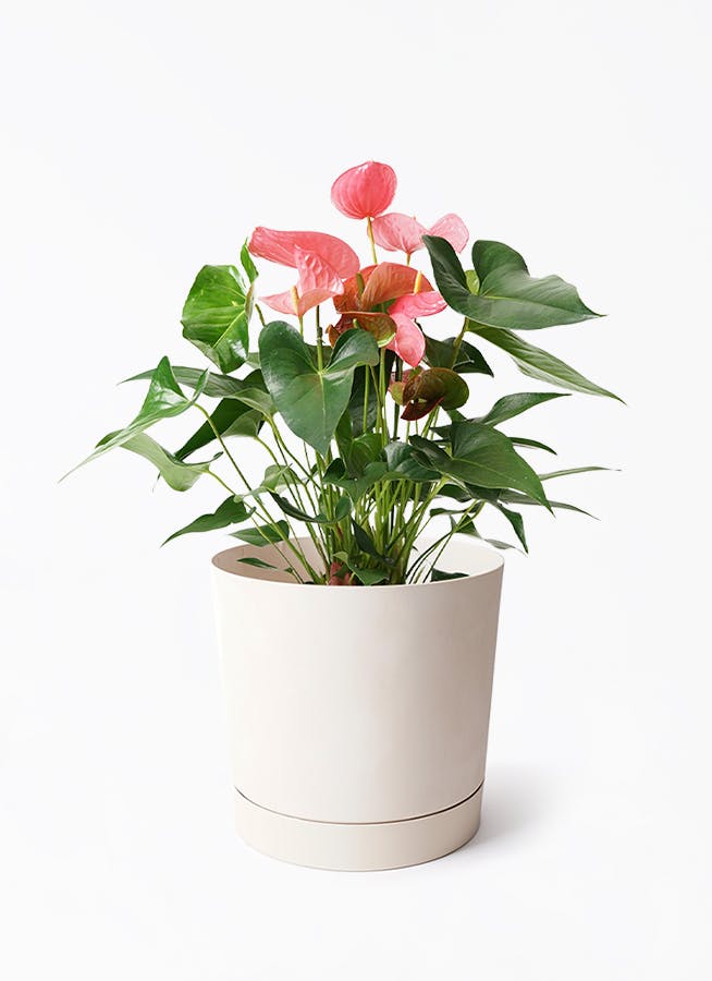 7号サイズの観葉植物 | 通販専門店 HitoHana（ひとはな）