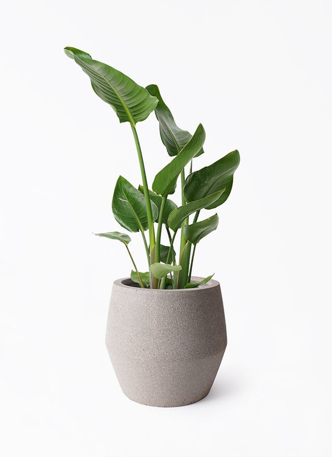 オーガスタ | 観葉植物の通販ならHitoHana（ひとはな）