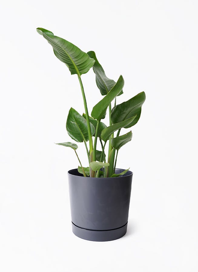 鉢カバー 黒・ブラック 7号 | 観葉植物の鉢ならHitoHana