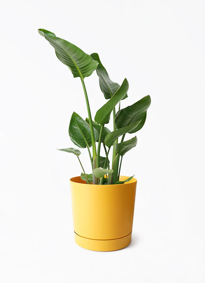 観葉植物 フィロデンドロン クッカバラジャイアント 陶器鉢受け皿無し 