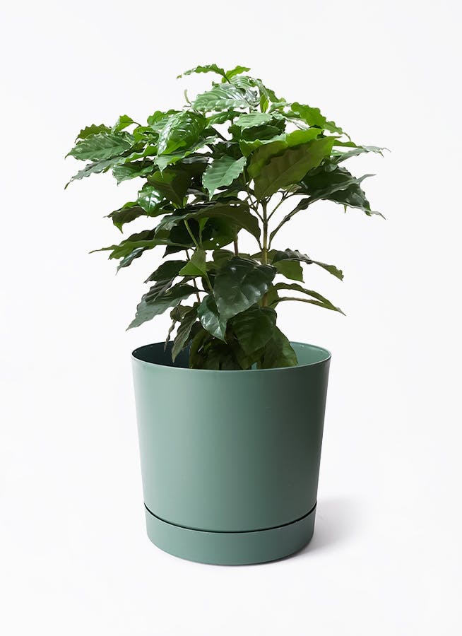 その他観葉植物 Nao 観葉植物 シマトネリコ 10号 リブバスケットNatural 付き | 観葉植物