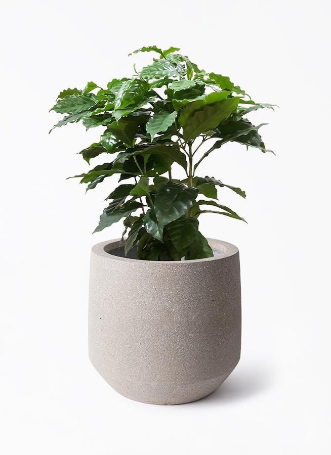 観葉植物 コーヒーの木 7号 パボ ミドル アースブラウン 付き