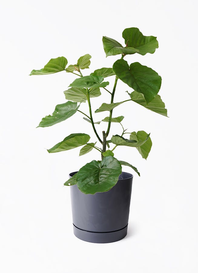 黒・ブラックの鉢カバー付きの観葉植物 | HitoHana(ひとはな) 黒・ブラックの鉢カバー付きの観葉植物 | HitoHana(ひとはな)