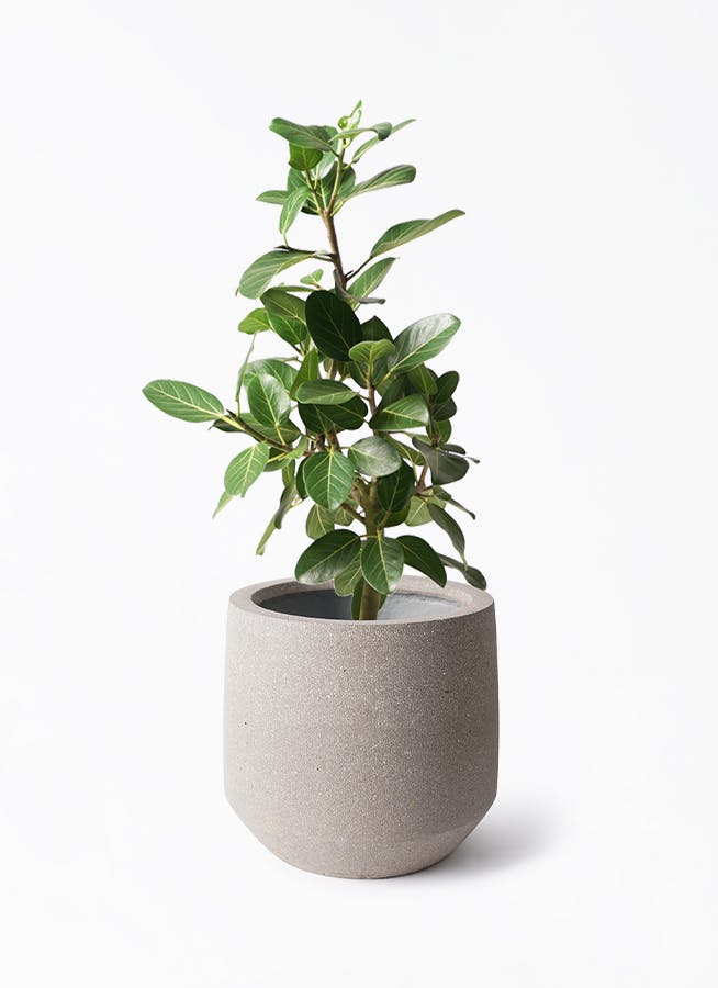 K*i様 フィカス　ベンガレンシス　観葉植物　7号　約110センチ 2 フィカス ベンガレンシス 7号 | 観葉植物 | 送料無料でお届け