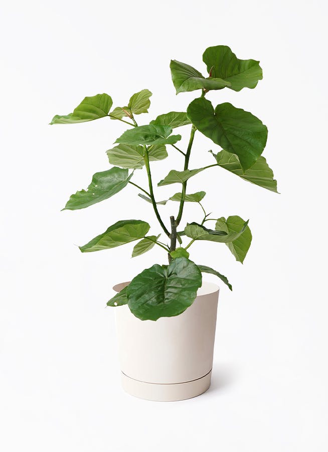 7号サイズの観葉植物 | 通販専門店 HitoHana（ひとはな）