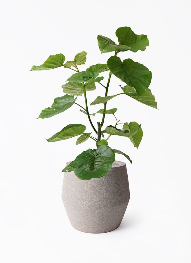 観葉植物 フィカス ウンベラータ 7号 ノーマル パボ ジャー