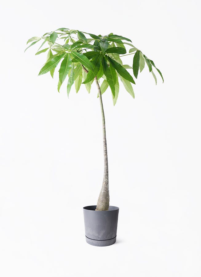 7号サイズの観葉植物 | 通販専門店 HitoHana（ひとはな）
