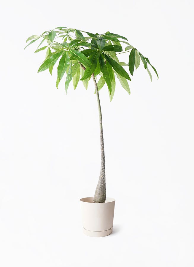 7号サイズの観葉植物 | 通販専門店 HitoHana（ひとはな）