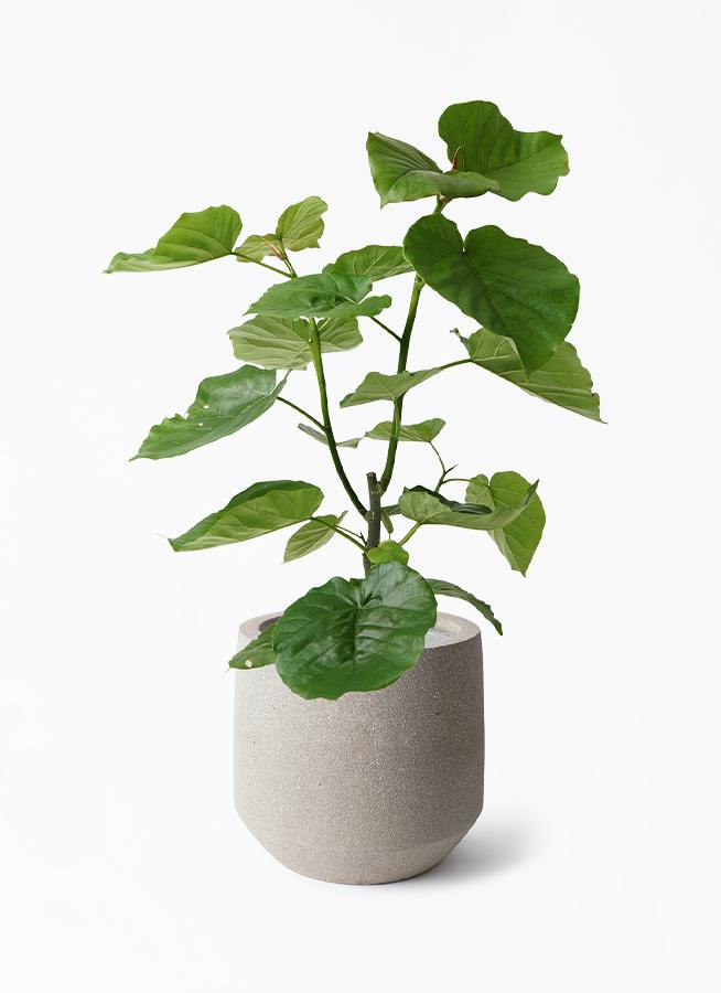 観葉植物 フィカス ウンベラータ 7号 ノーマル パボ ミドル アース