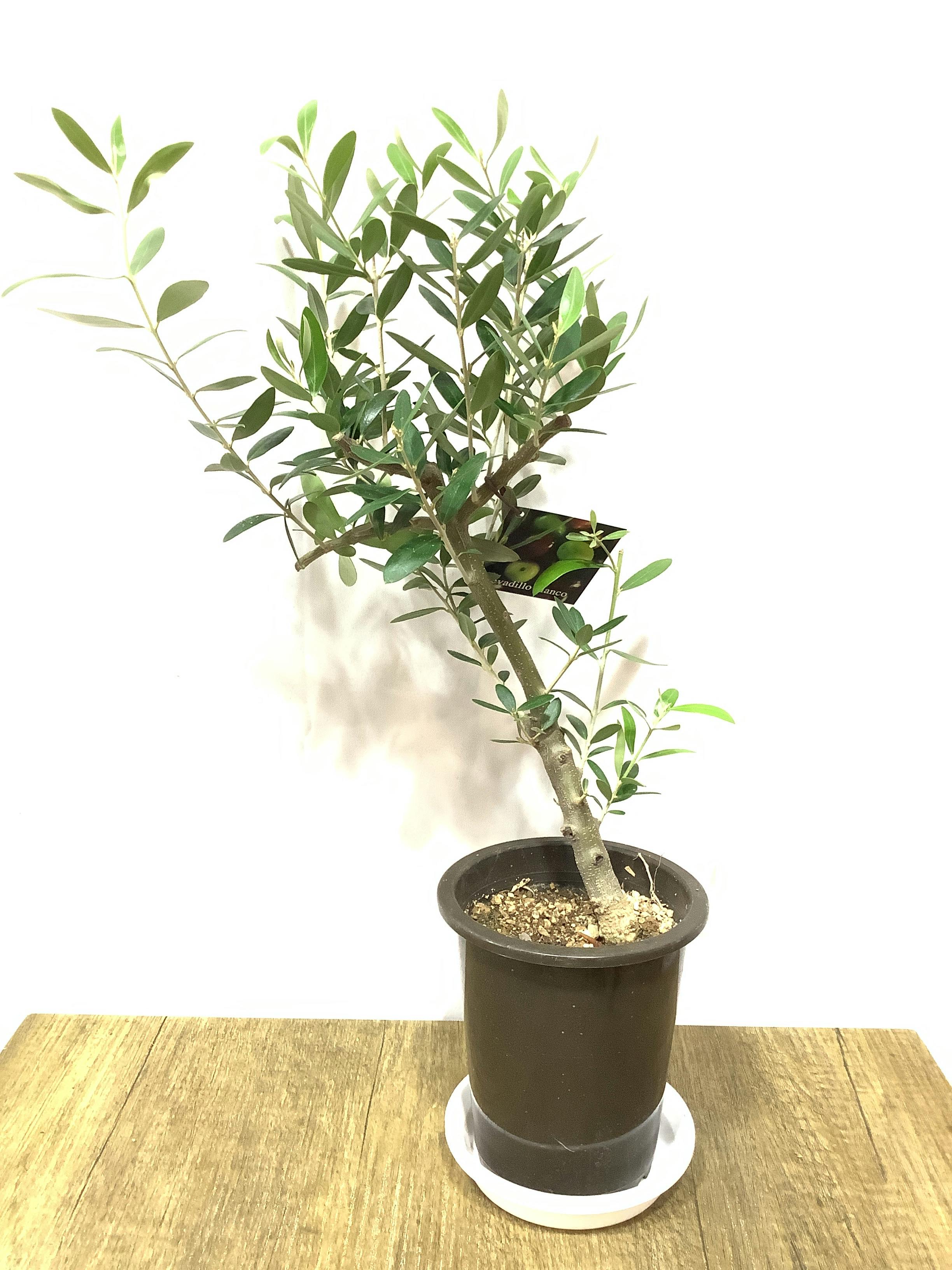 オリーブの木 創樹 | 観葉植物通販HitoHana(ひとはな)