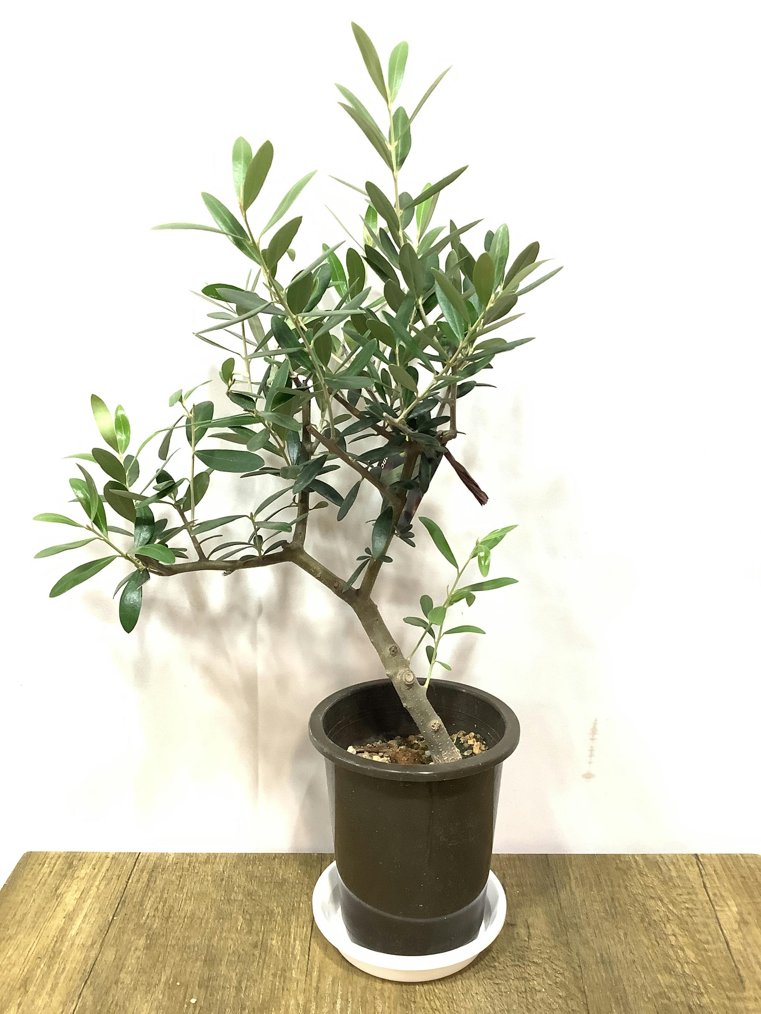 オリーブの木 1点もの（現品・現物） | 観葉植物通販HitoHana(ひとはな)