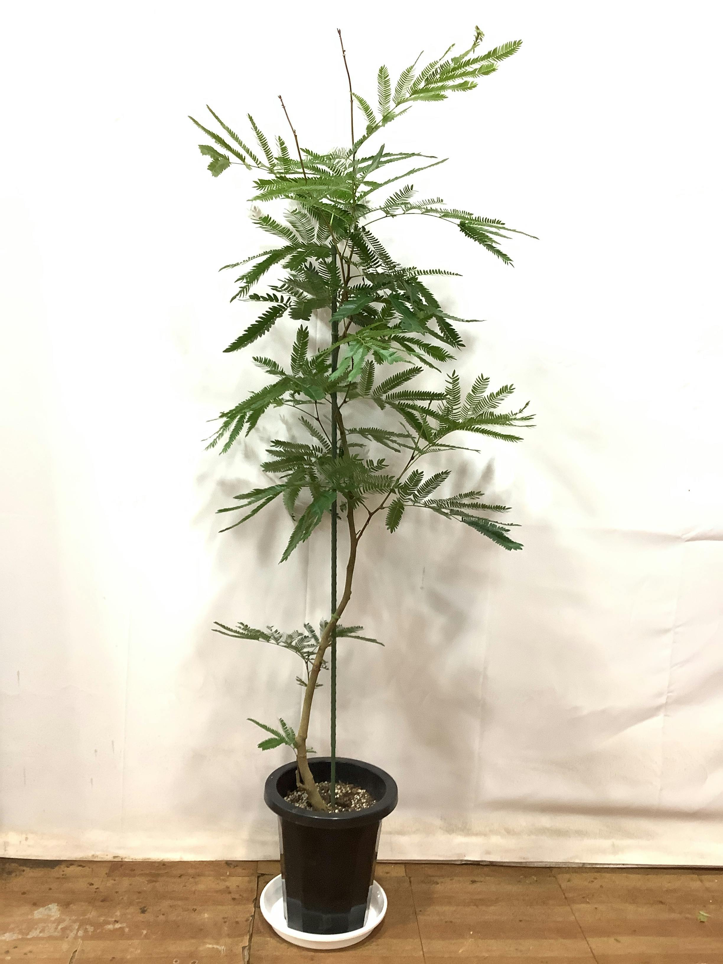 エバーフレッシュ 観葉植物 室内用 超大型 - インテリア雑貨/小物