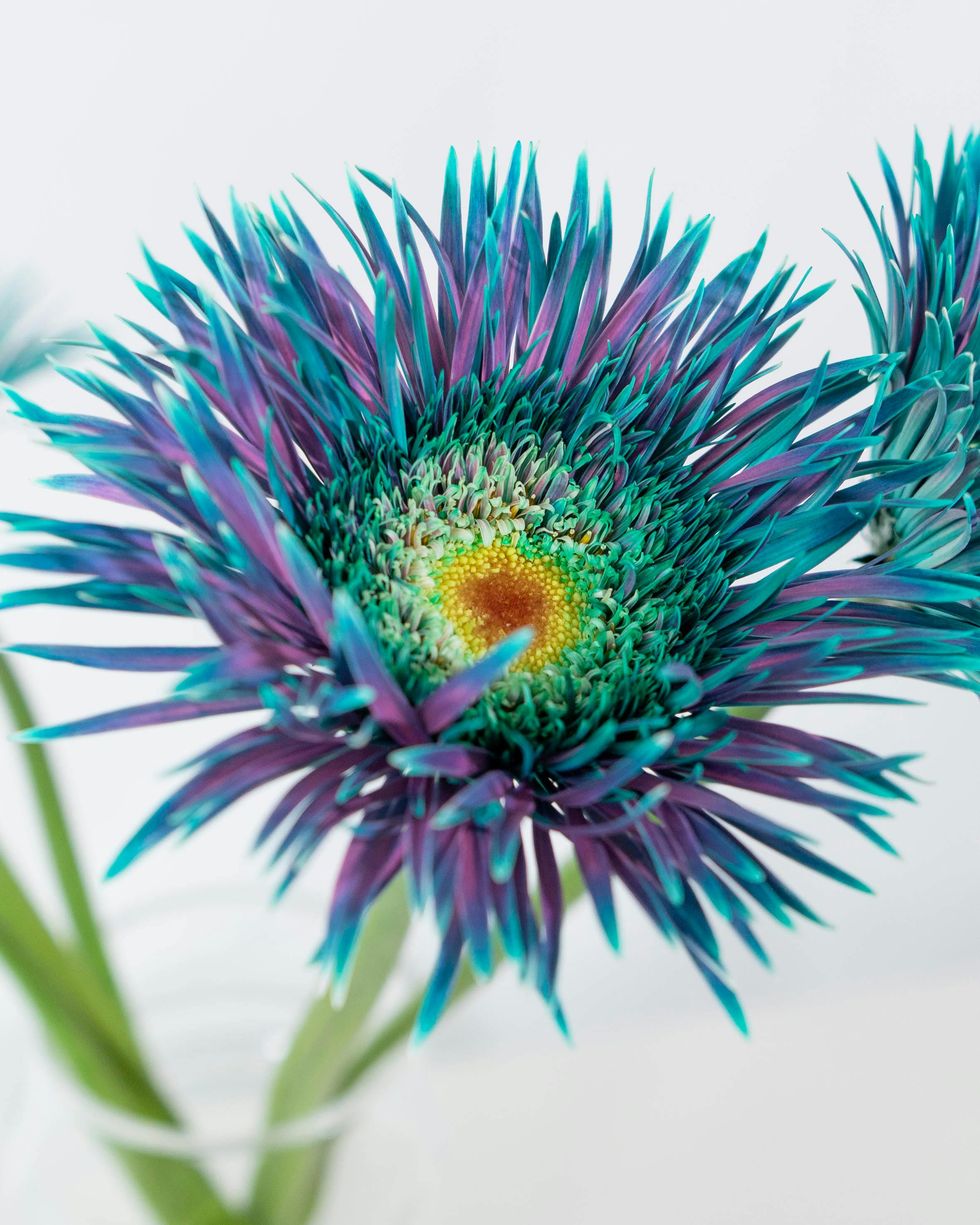 産地直送 ガーベラ 染めブルー ピーコックミント 花束 （5本）／静岡