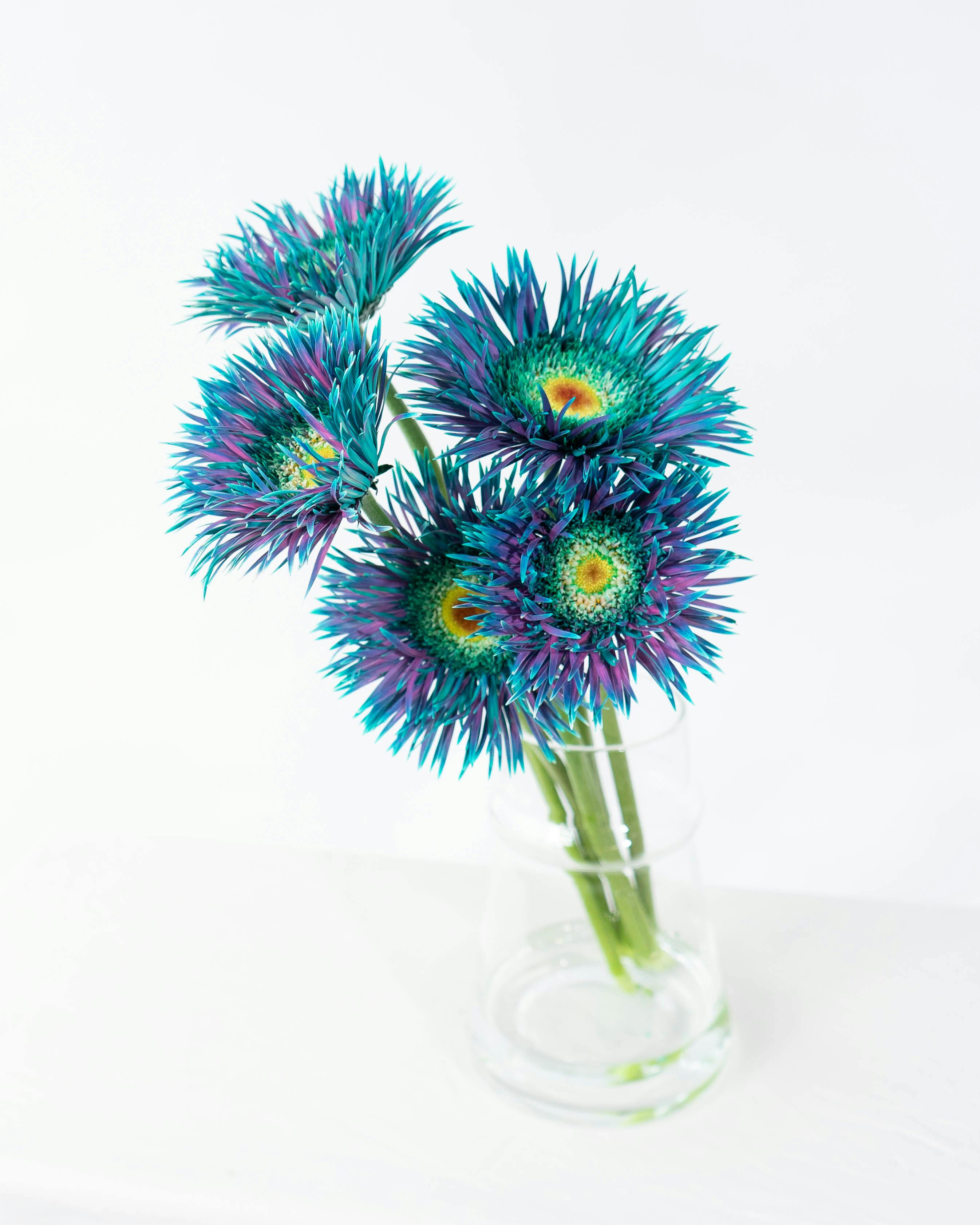 産地直送 ガーベラ 染めブルー ピーコックミント 花束 （5本）／静岡