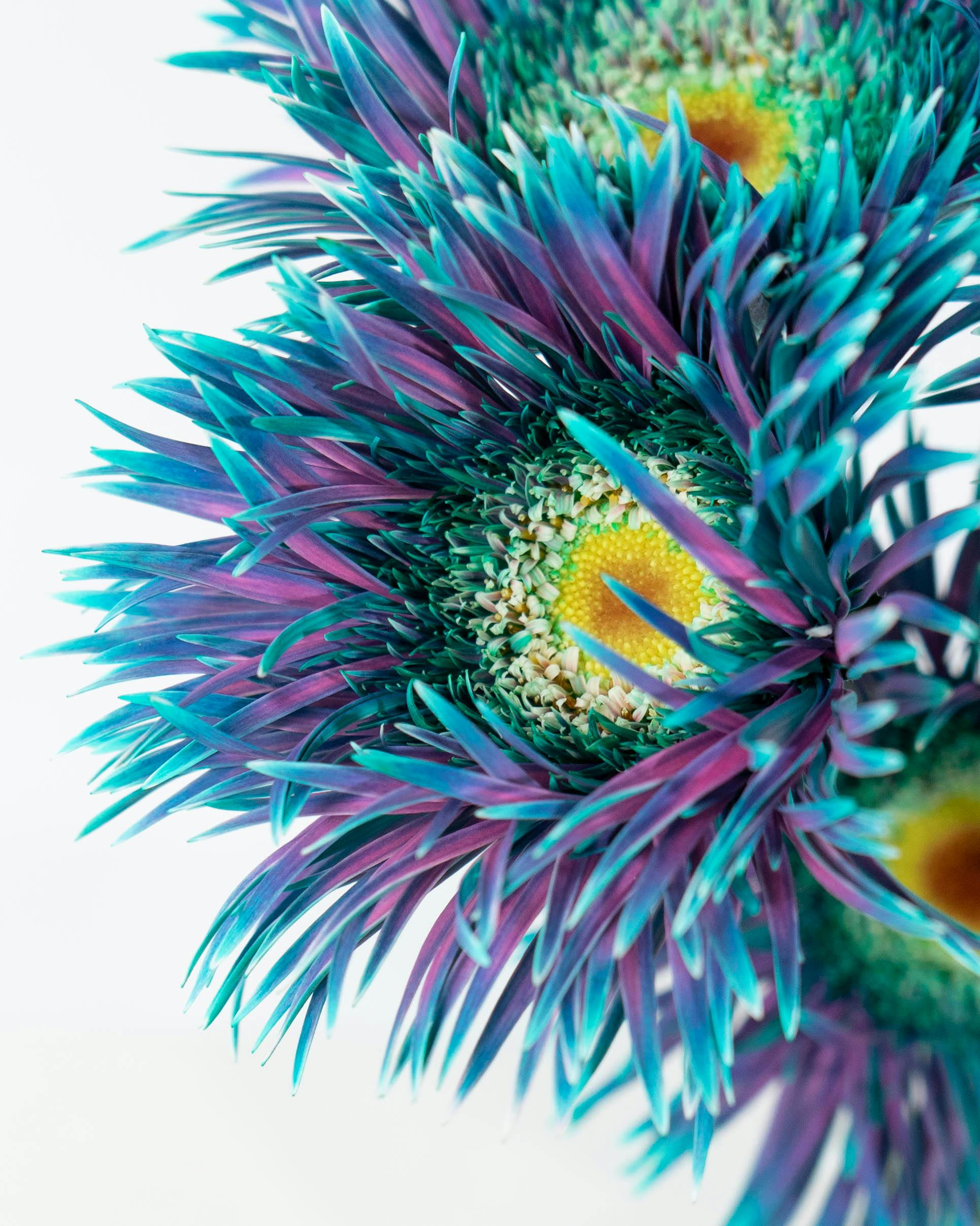 産地直送 ガーベラ 染めブルー ピーコックミント 花束 （5本）／静岡