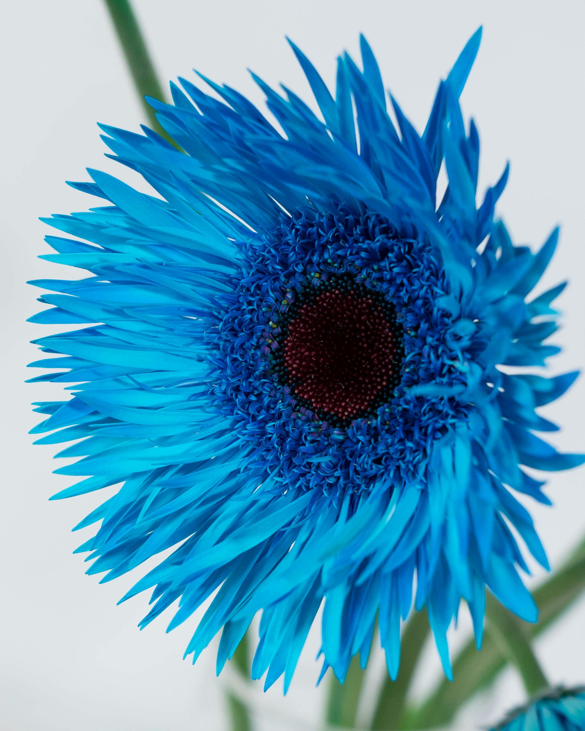 産地直送 ガーベラ 染めブルー ピーコックブルー 花束 （5本）／静岡