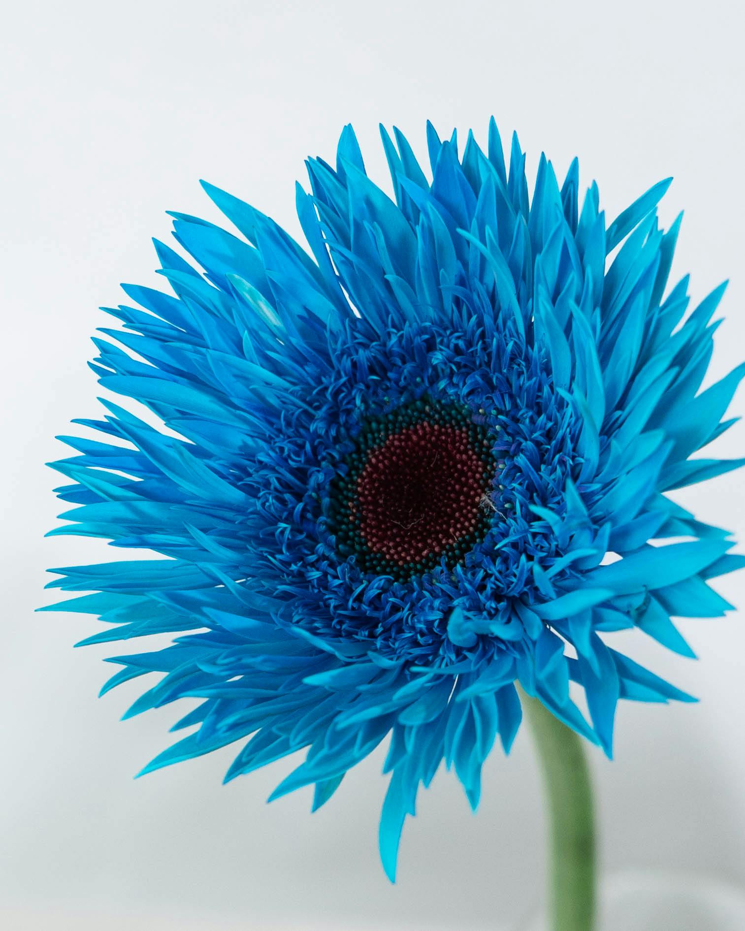 産地直送 ガーベラ 染めブルー ピーコックブルー 花束 （5本）／静岡