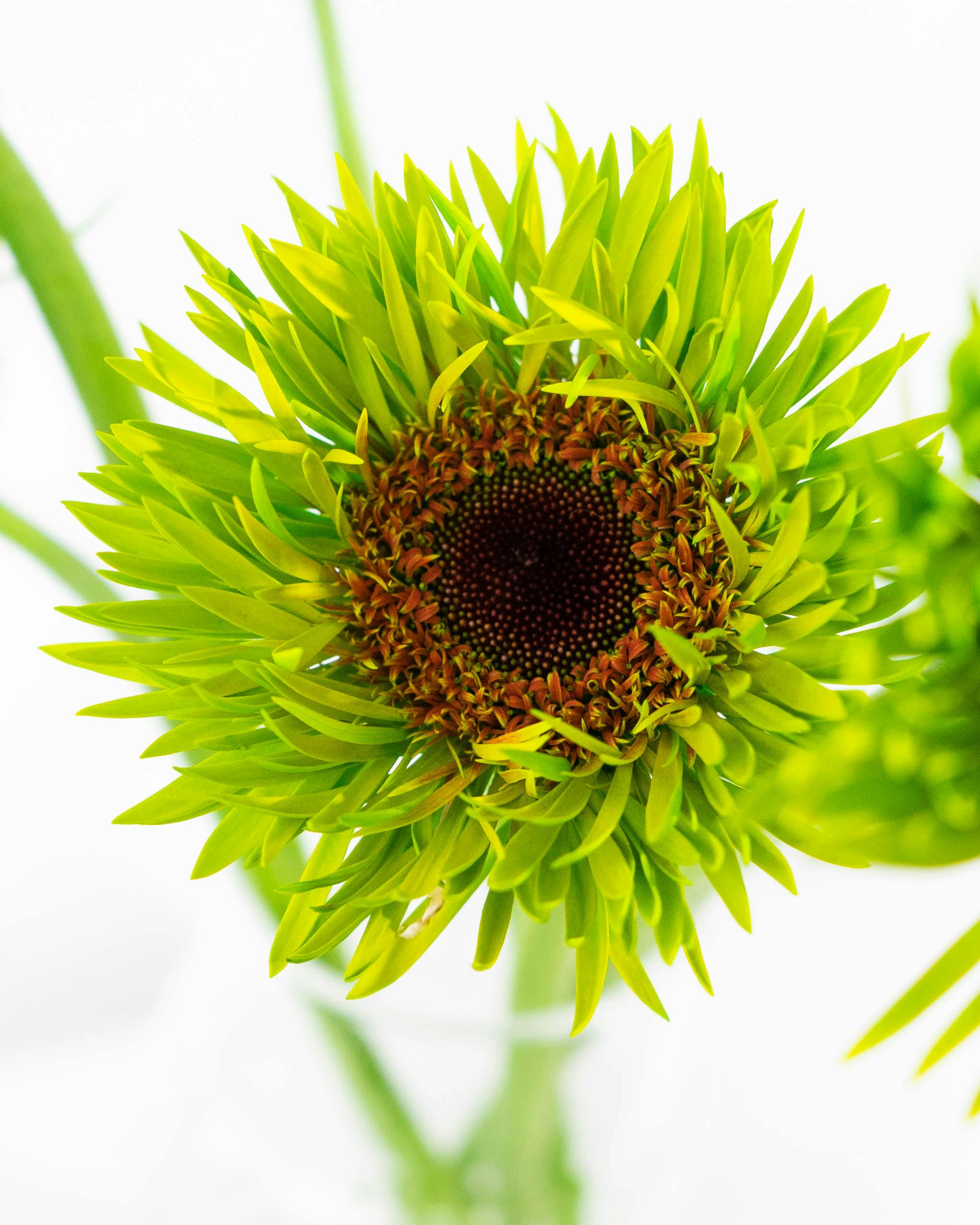 産地直送 ガーベラ 染め ピーコックライム 花束 （5本）／静岡 松下