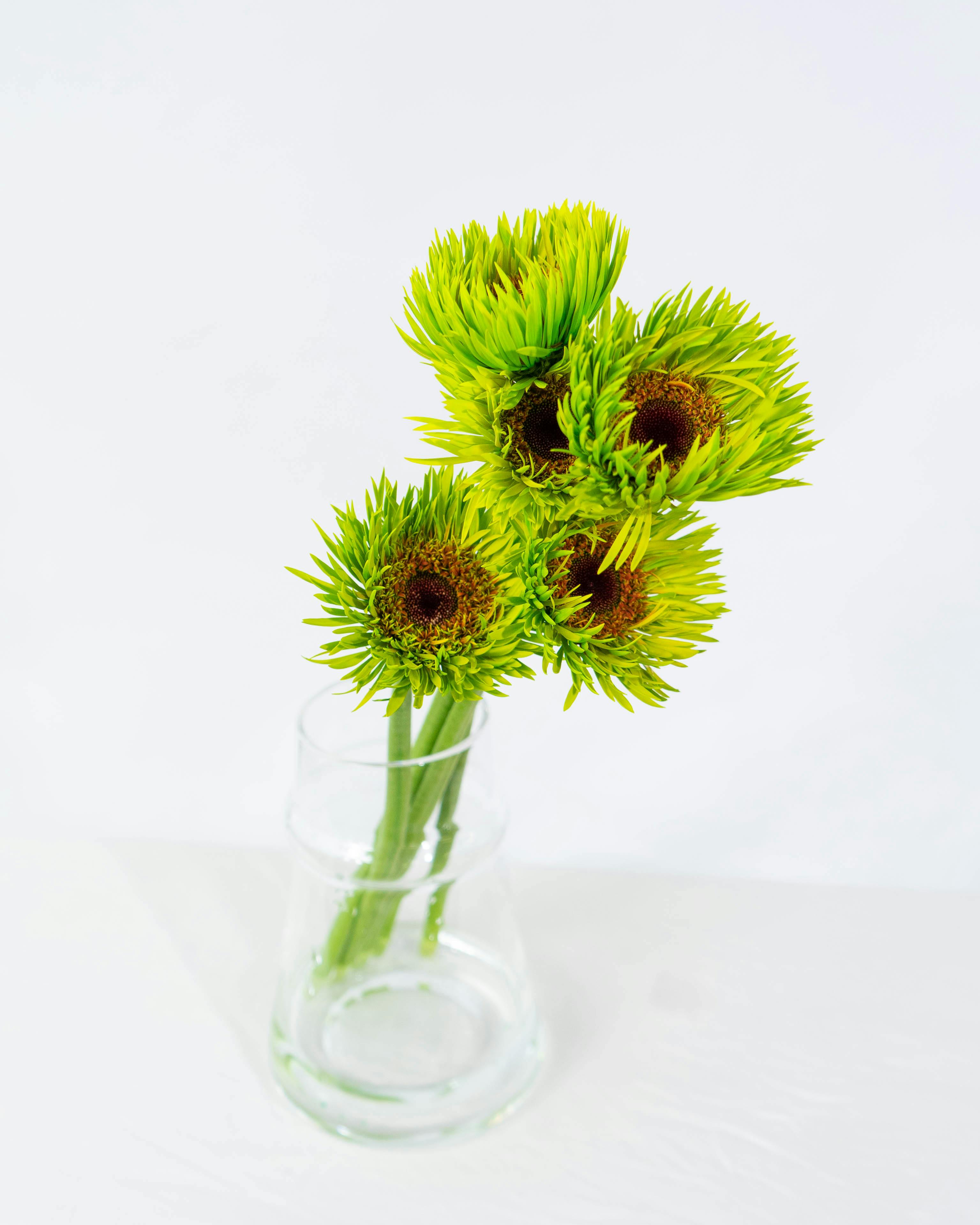 産地直送 ガーベラ 染め ピーコックライム 花束 （5本）／静岡 松下