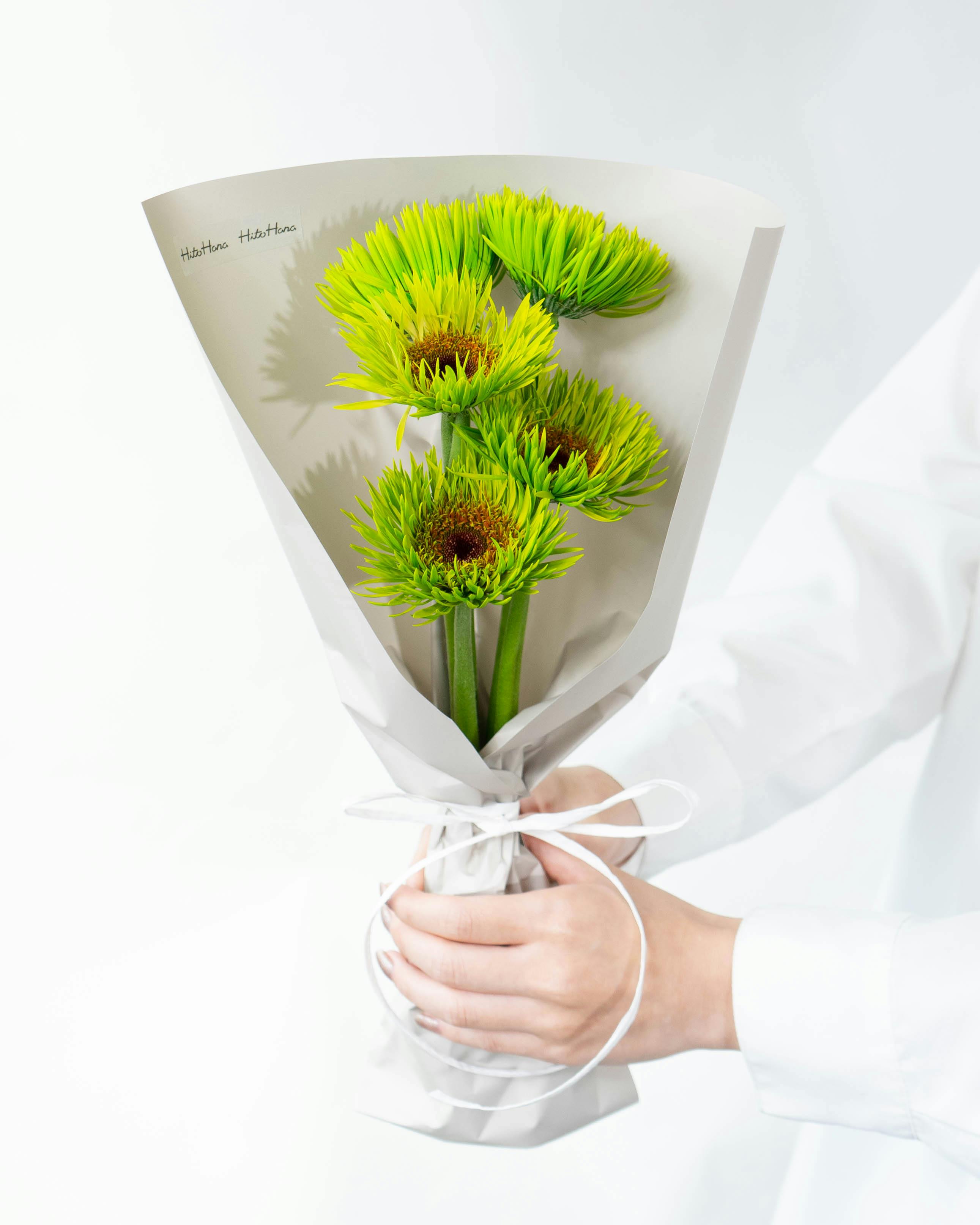 ガーベラ 産地直送 ガーベラ 染め ピーコックライム 花束 （5本）／静岡 松下