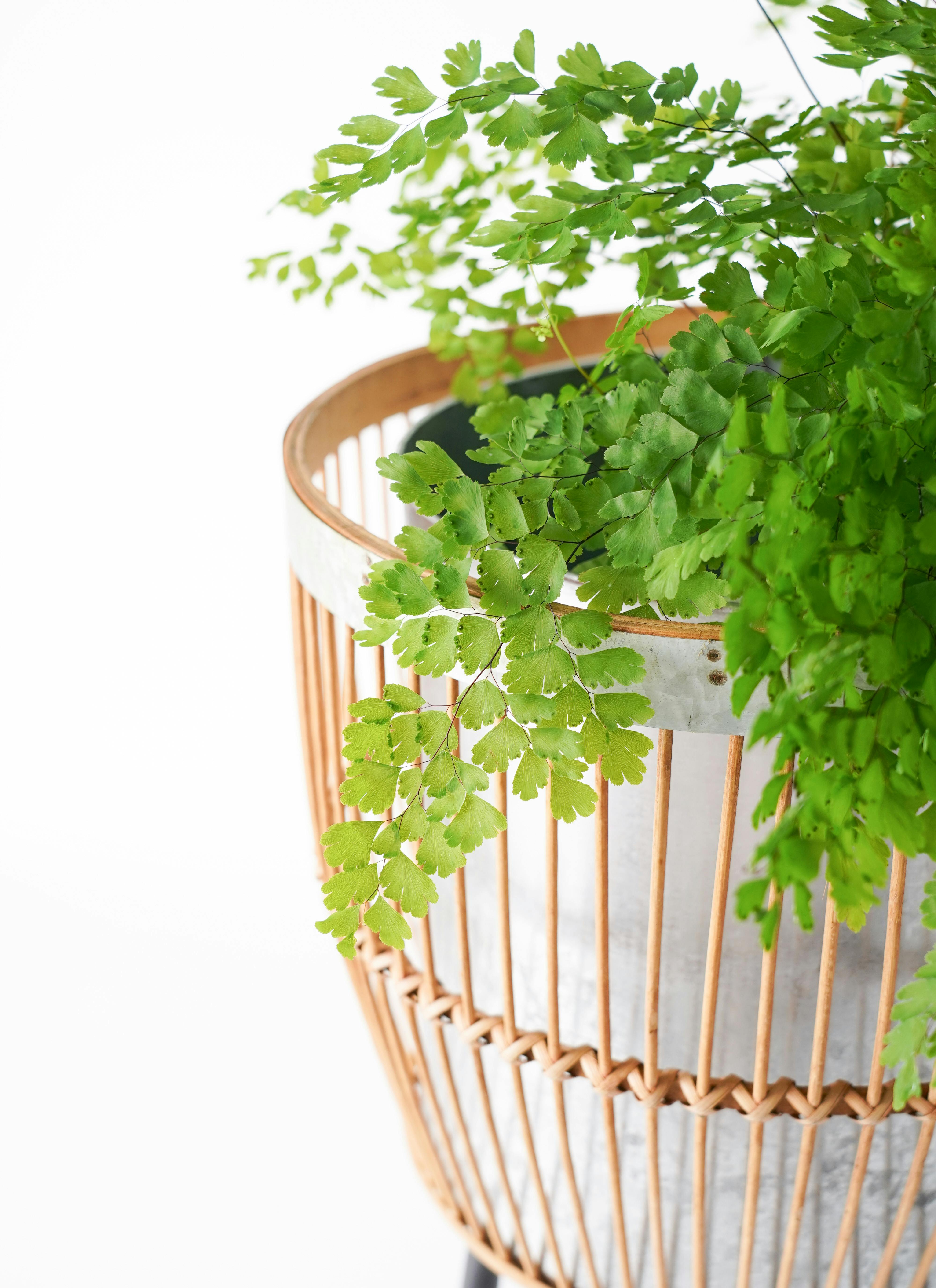 バンブーポットスタンド/植木鉢カバープランター軽量 天然素材 楽天市場】バンブーポットスタンド モア ≪植木鉢 鉢カバー プランター