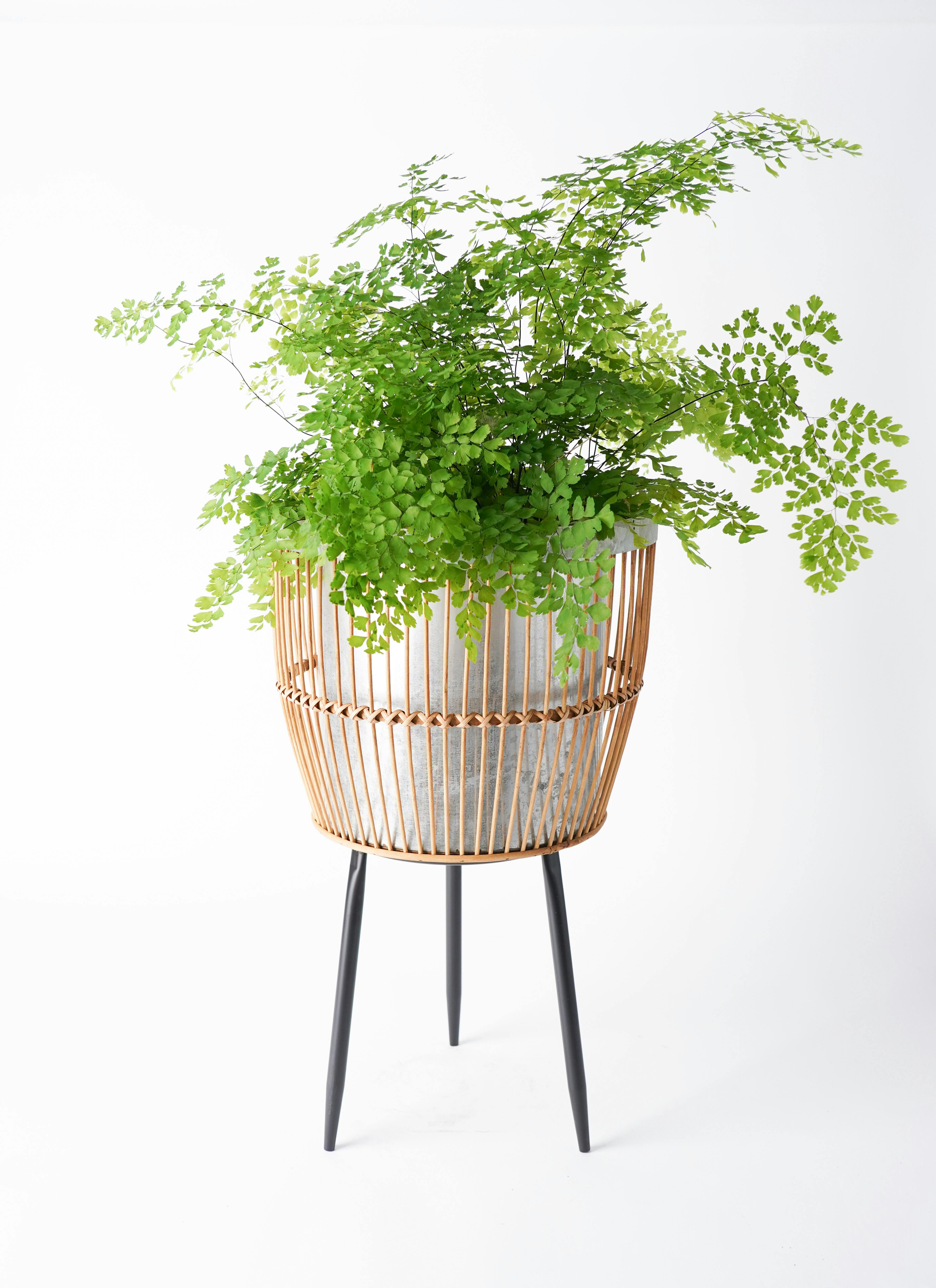 鉢カバー バンブーポットスタンド タリ 6号鉢用 #FARM 43022 | 鉢