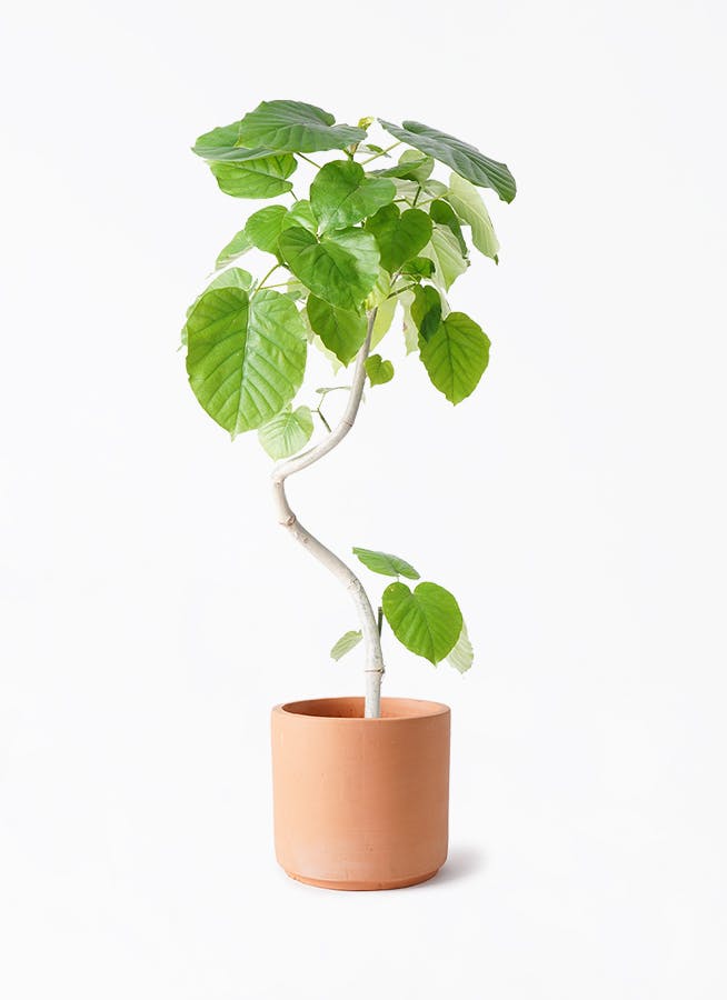 ①フィカスウンベラータ曲がり‼️高さ103◎❗️樹形綺麗❗️幹太