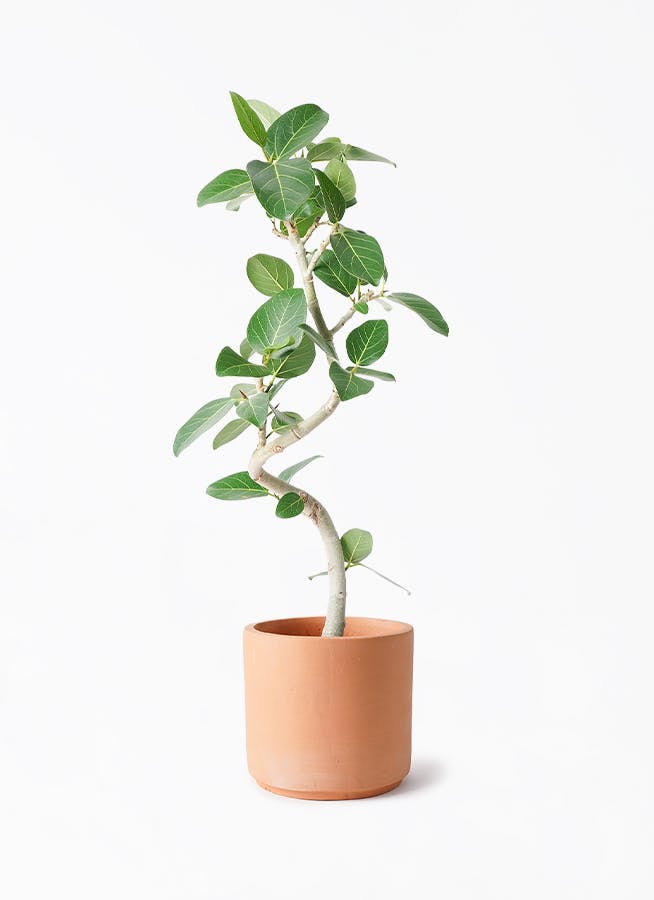 観葉植物 フィカス ベンガレンシス 6号 曲り インティ