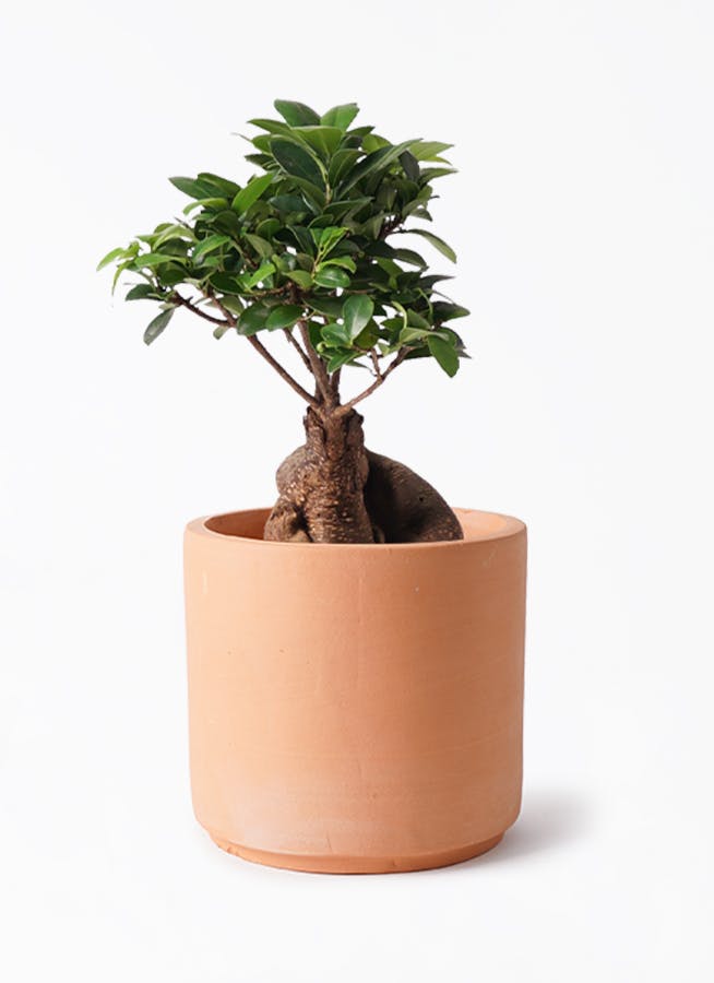 開運】ガジュマル 6号 その他観葉植物