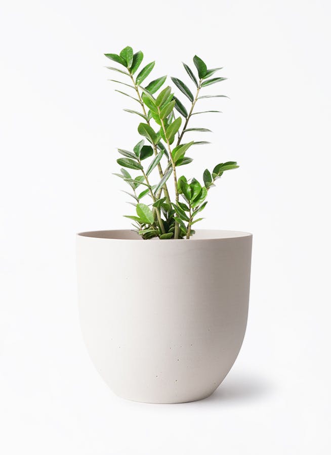 ザミオクルカス | 観葉植物の通販ならHitoHana（ひとはな）