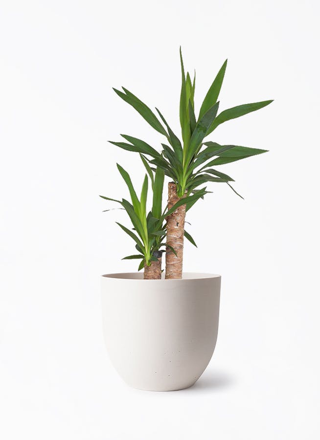 ユッカ 6号 | 観葉植物の通販ならHitoHana（ひとはな）