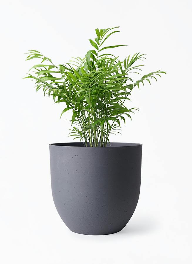 テーブルヤシ 6号 | 観葉植物の通販ならHitoHana（ひとはな）
