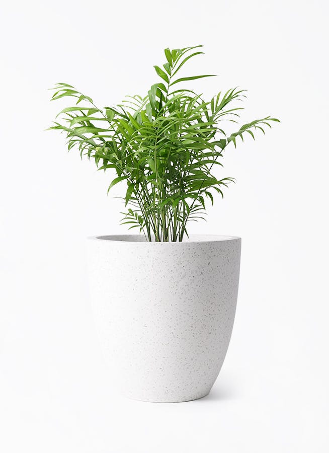 観葉植物 テーブルヤシ 6号 コーテス ラウンド ホワイトテラゾ 付き | 観葉植物ならHitoHana(ひとはな)