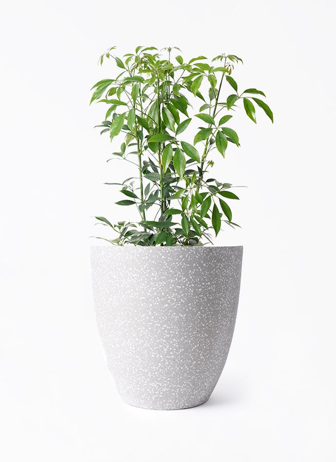 シェフレラ コンパクタ 6号 | 観葉植物通販 HitoHana（ひとはな）