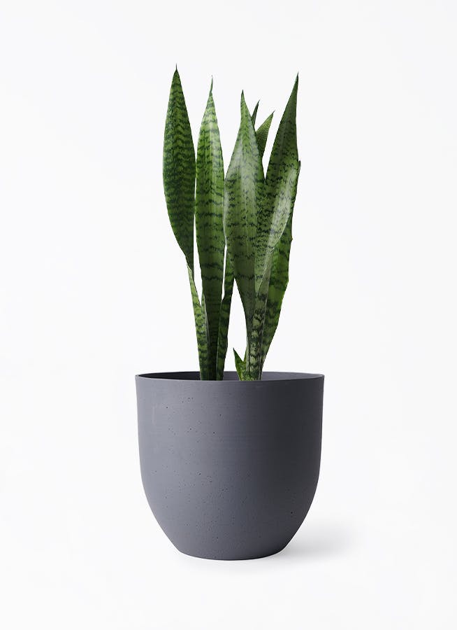 観葉植物 サンスベリア 6号 インティ グレー 付き | 観葉植物なら