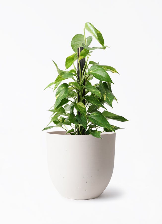 観葉植物 ポトス 6号 インティ ホワイト 付き | 観葉植物ならHitoHana