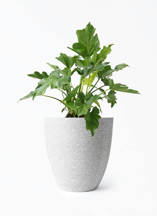 フィロデンドロン 6号 | 観葉植物の通販ならHitoHana（ひとはな）