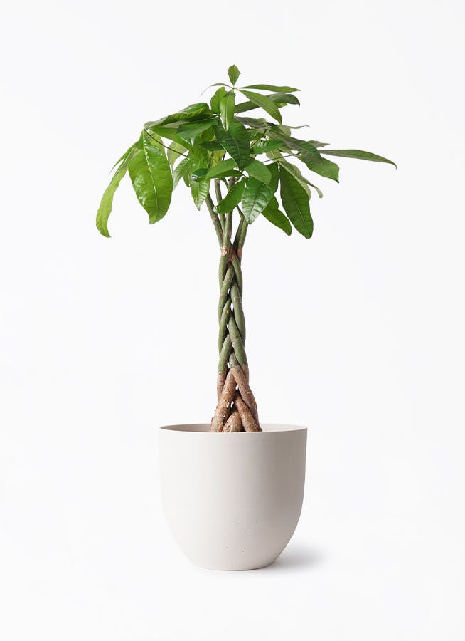 観葉植物 アロカシア 6号 オドラ（クワズイモ） インティ ホワイト