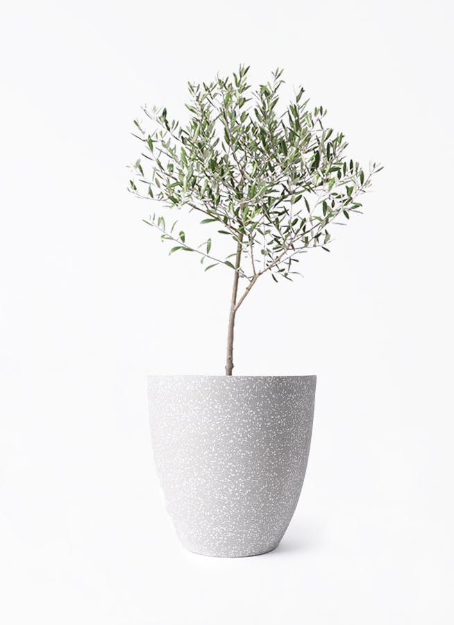 オリーブの木 6号 | 観葉植物 | 送料無料でお届け - Hitohana