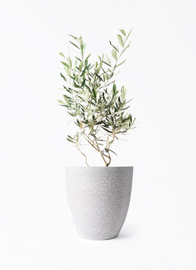 オリーブの木 6号 | 観葉植物 | 送料無料でお届け - Hitohana（ひとはな）